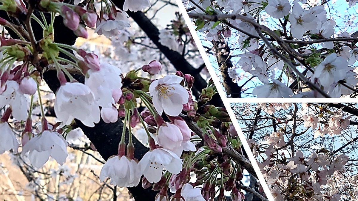 2019桜.jpg